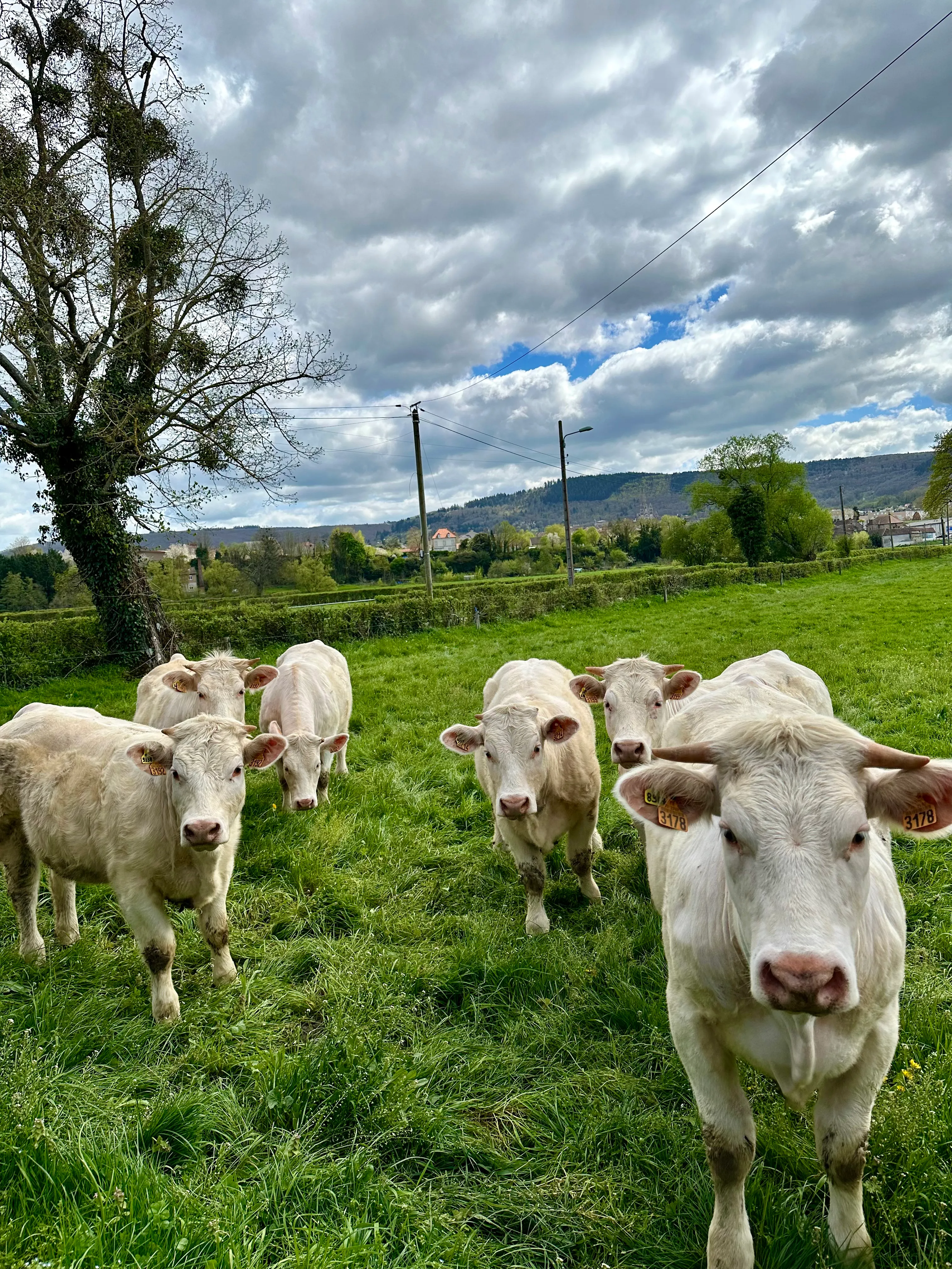 Vue panoramique du jardin du Gîte de la Genetoye