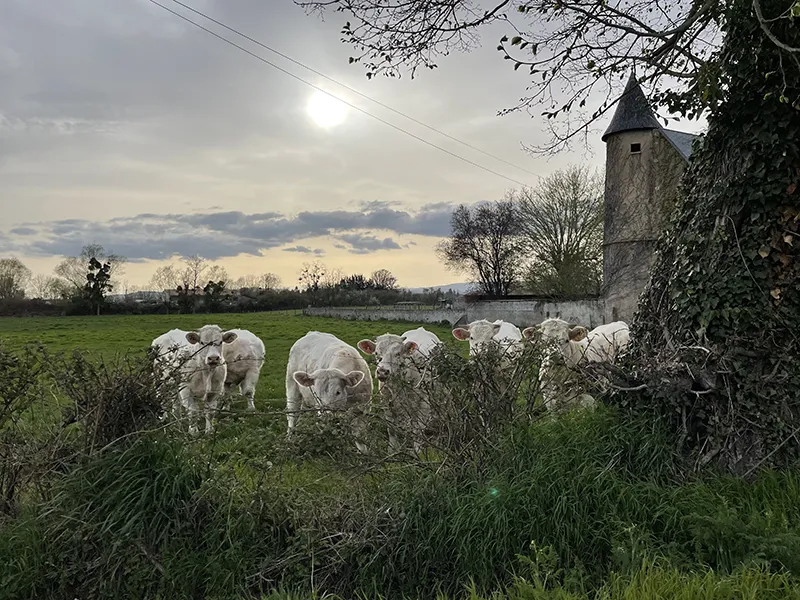 Vue sur la tour du gîte de la genetoye et sur les vaches dans le champs à Autun