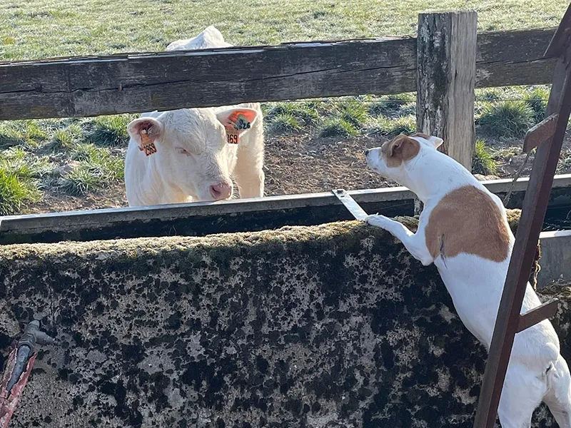 vue sur la chienne du gîte de la genetoye qui regarde une vache à Autun