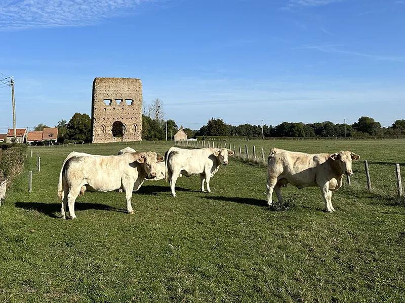 Vue sur le temple de Janus et sur les vaches à Autun